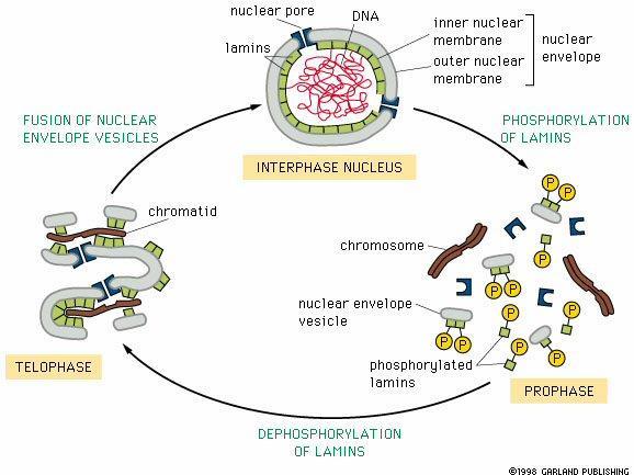 Nuclear envelope breaks down