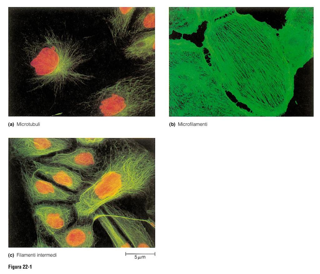 I principali tipi di fibre che costituiscono il citoscheletro sono: MICROFILAMENTI MICROTUBULI FILAMENTI INTERMEDI