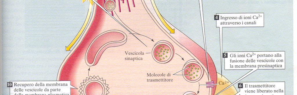 Presenza di fessura sinaptica