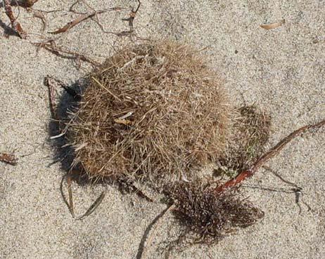 rizoma); tali residui di Posidonia potrebbero essere giunti sulla spiaggia di Pino di Lenne in maniera occasionale, provenendo probabilmente