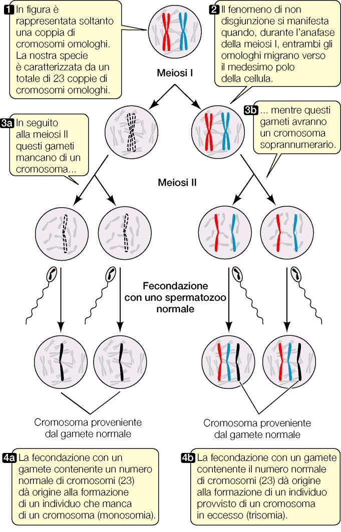 Mutazioni nel numerodei cromosomi aneuploidia Monosomie e trisomie Accade talvolta che alla meiosi i due omologhi anziché separarsi, migrino entrambi nella