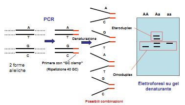 Elettroforesi su gel a