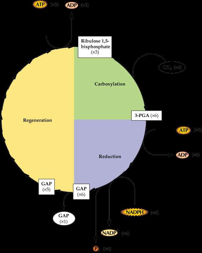 Ciclo di Calvin o Ciclo