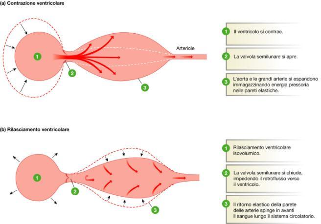 Ritorno elastico delle arterie Arteriole Adrenalina (dalla midollare del