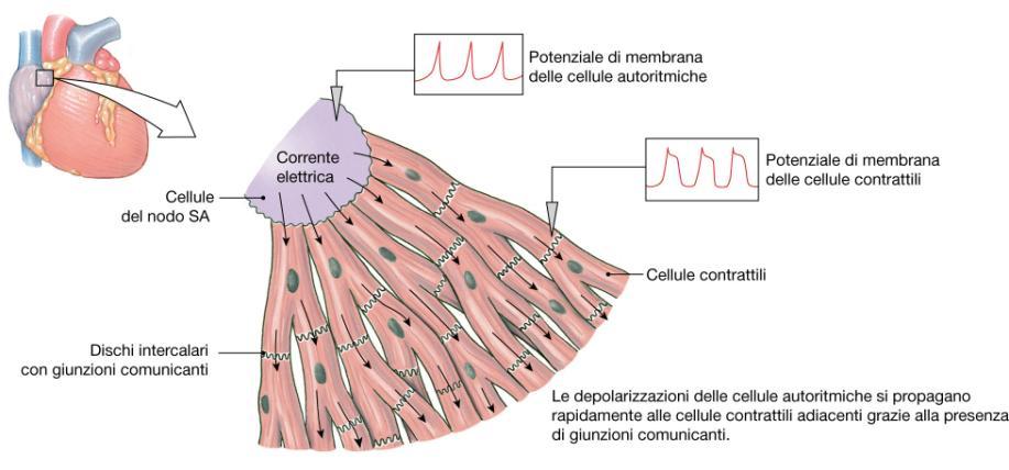 TESSUTO DEL MIOCARDIO 1. Masse atriali e ventricolari, costituite da tessuto muscolare contrattile con proprieta elettriche distinte. 2.