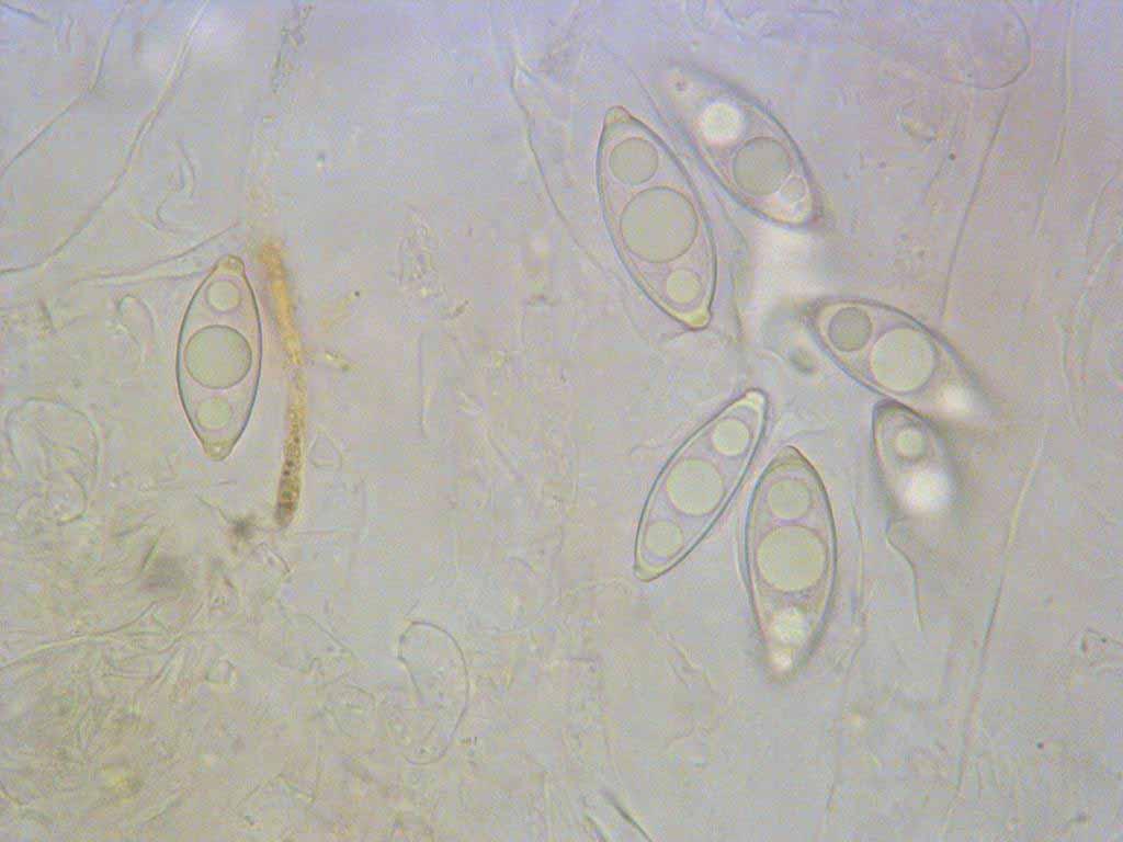Gyromitra gigas:spore simili a G.