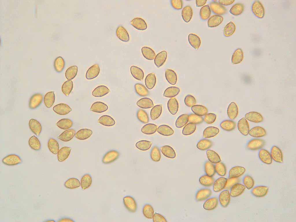 Hebeloma radicosum Spore