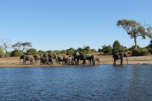 Il fiume Chobe è una caratteristica sorprendente del Botswana e sarà l ultima grande sorpresa di questo viaggio.