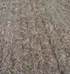 Le tesi a confronto 1 - pratiche conservative 2 - pratiche a confronto Semina su sodo (da 5 anni) su terreni dotati di impianto di subirrigazione. Uso di cover crops.