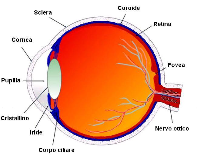 Diagnosi Sistemi di immagine Anatomia e fisiologia dell occhio Sistemi di immagine: