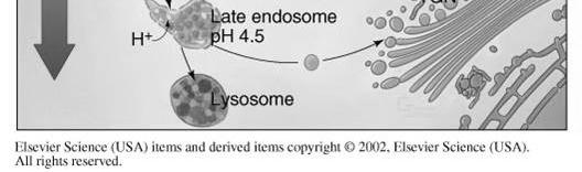 principale degli endosomi è