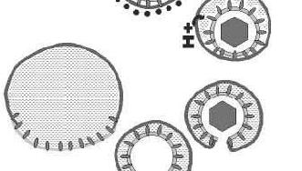 plasmatica Endocitosi Influenza,