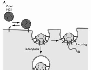 Alcuni virus senza pericapside