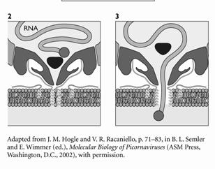 Picornavirus ) Adenovirus cell