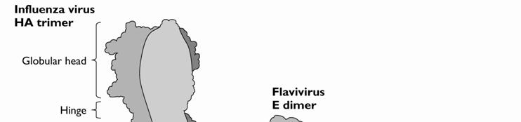 Class 1 HA from influenza gp120 from HIV F proteins from