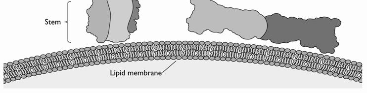 from TBE E proteins from dengue virus E1 protein from