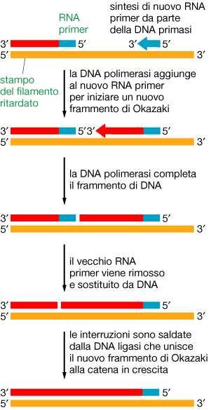 Replicazione semidiscontinua La DNA