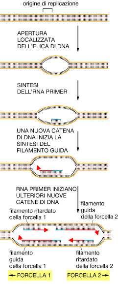 Origine di replicazione Bolla di replicazione Negli