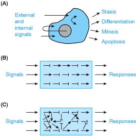 (C) (B) (A)In An real imaginary response cells signals cell to internal feed in which and into signals external a complex are linked signals, network to a cell of partially responses by linear