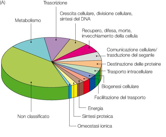 LE FUNZIONI PREVISTE