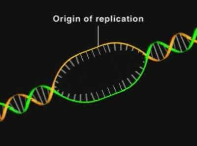 LA REPLICAZIONE DEL DNA