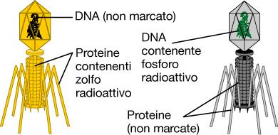 cellula batterica Viene infettata