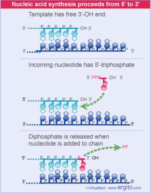 La sintesi del DNA necessita di un gruppo 3 -OH come innesco Se la sintesi