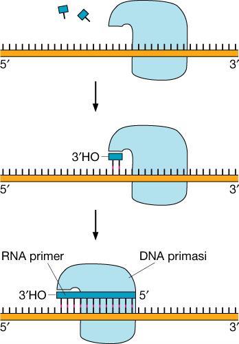Sintesi di RNA primer da parte della DNA Primasi Come vedremo in