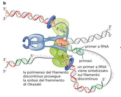 * elicasi b) La DNA primasi che era precedentemente associata con l elicasi (non mostrato in questa figura ) ha portato alla sintesi di un nuovo primer a RNA