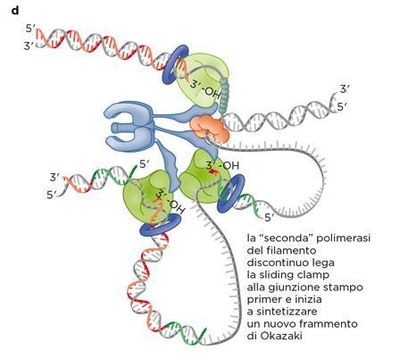 Una DNA polimerasi del filamento discontinuo sta completando la sintesi di DNA di un frammento di Okazaki (freccia rossa), mentre l altra polimerasi sempre del filamento discontinuo sta iniziando la