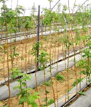 Programma BIOCIT nella coltivazione di lamponi TRATTAMENTI DOSI 2 Lt/1000 Lt Prima della semina delle piante