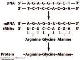 Dogma centrale della biologia molecolare: il DNA di un gene viene trascritto in una molecola di RNA con sequenza