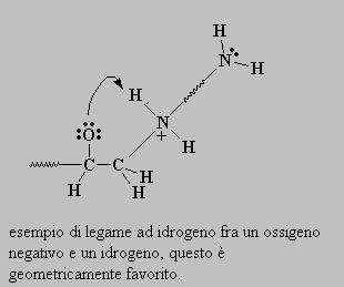È molto facile formare dei legami idrogeno La catena si avvolge in modo che l idrogeno