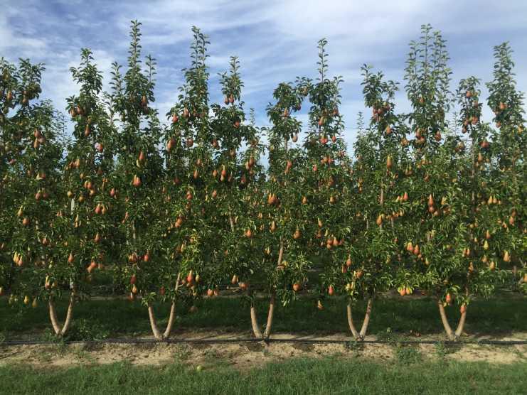 Melo: piante biasse (Bibaum ), per pareti fruttifere.