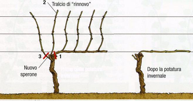 Potatura invernale mista su un sistema di allevamento a Guyot: Capo a frutto Guyot Guyot modificato o capovolto toscano Cordone speronato orizzontale