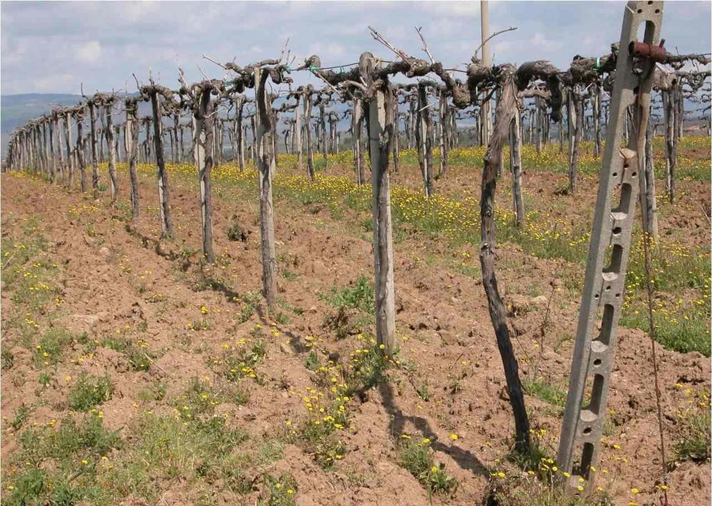 Cordone speronato alto Trebbiano toscano con speroni lunghi orientati