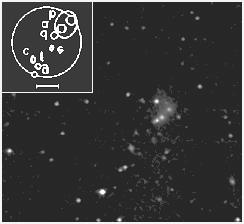L intero gruppo risulta stipato in un cerchio di 4', cosicché risultano necessari elevati ingrandimenti per risolvere i singoli membri. Il membro più esteso, NGC 7320, appare di dimensioni 1.5'x0.