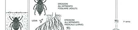 Melolontha melolontha Ordine: Coleotteri Famiglia: Scarabeidi Particolarità: è il comune maggiolino larva