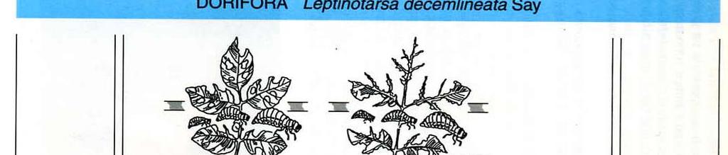 Leptinotarsa decemlineata Ordine: Coleotteri Famiglia: Crisomelidi Particolarità: è la cosiddetta dorifora della patata, originaria del