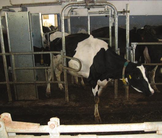 7. Le vacche vengono guidate attraverso un percorso predefinito verso il robot. 8. Un cancello di pre-selezione a due vie consente alle vacche appena munte di rientrare in stalla. 9.