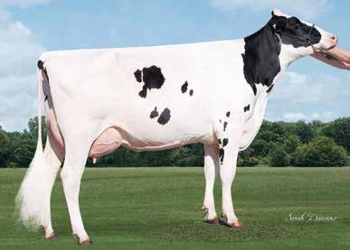 TOP SELECTION JUNGLE Josuper x Galaxy VG85 x Bookem VG85 Jungle TV TL TY DE145153925 MARDI GRAS Mogul x Planet VG86 x Shottle EX9 Mr Moviestar Mardi Gras TV TL TY US71494657