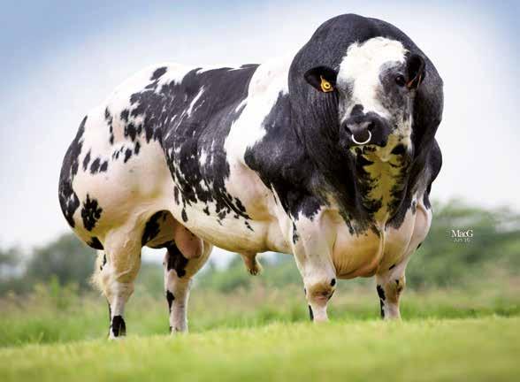 inseminare il 3% delle vacche con tori DA CARNE potrai avere