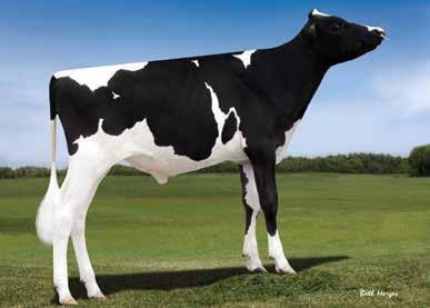 TOP SELECTION ALOHA RC ANSWER P Chevalier x Supersire VG85 x Alchemy VG85 Endco Aloha ET TV TL TY RC US313364618 Montross x Earnhardt P x Robust Endco The Answer