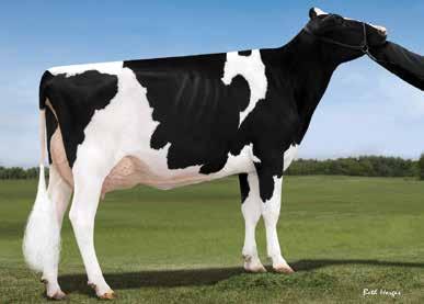 US74414125 CHARGER Silver x AltaOak VG85 x Robust VG85 Endco Charger ET TV TL TY REL % LATTE LB. GRASSO LB. PROTEINE LB.