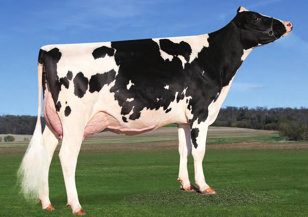 Montross US000071703339 BACON-HILL MONTROSS-ET TV TL TY TD Mogul x (EX 93 GMD DOM) Bolton x (EX 91) Rolex x (VG 85) Trent x (GP 80) Amel x (VG 85 DOM) Labelle Provati GTPI MOGUL X BOLTON X ROLEX X