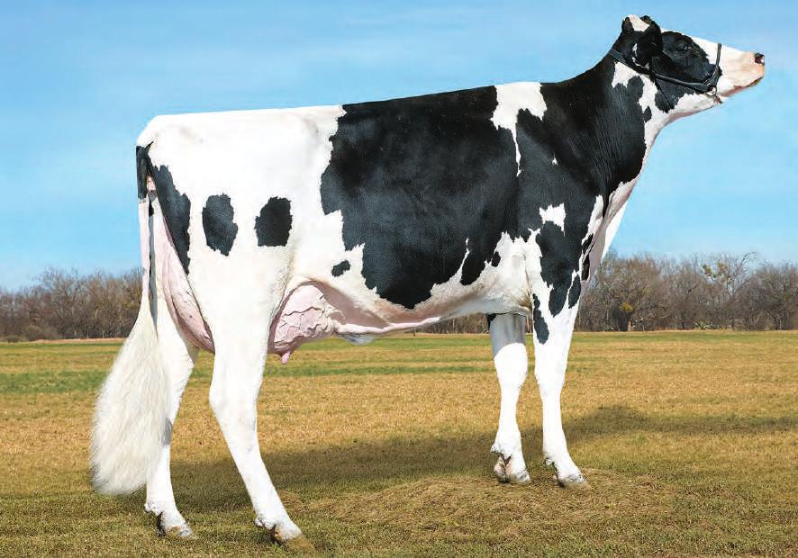 MAMMELLA EX-92 EX MAMMELLA VG-87 EX MAMMELLA 2.00 365 17786 Kg 3.3% 2.8% 2.02 365 20359 Kg 3.6% 2.7% 2.