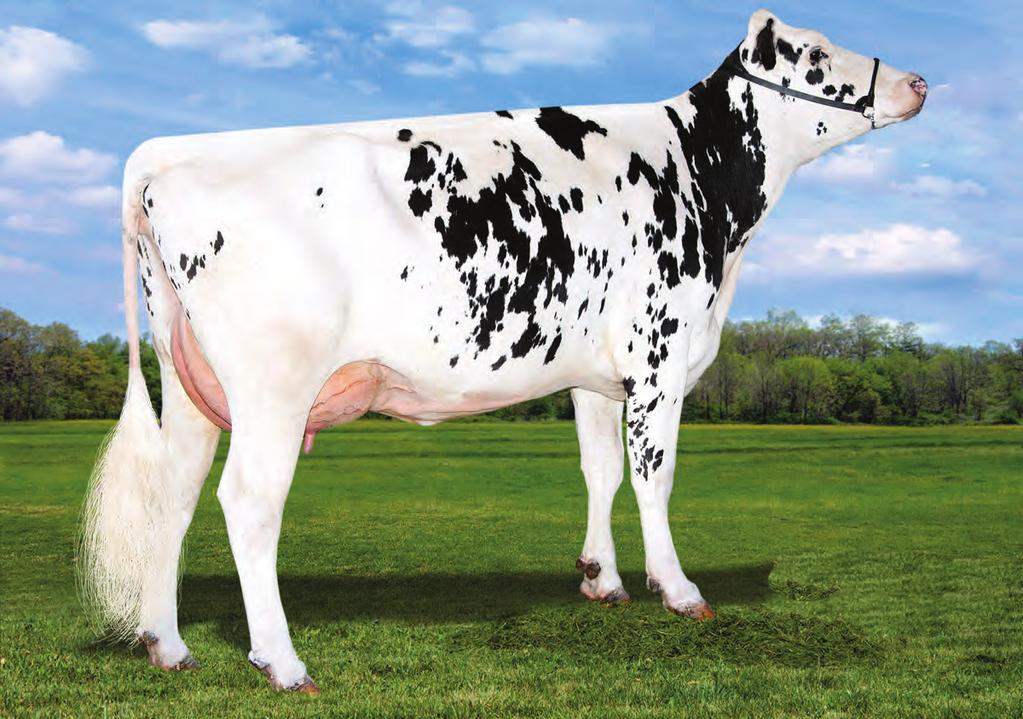 Legendary US0003125066459 WELCOME LEGENDARY 2870-ET *TV TL TY TD nato 24/04/2015 Damaris x (VG-87) Cameron x (EX-90) Super x (EX-92 GMD-DOM) Shottle x (VG-88-GMD-DOM) Rudolph x (EX-90) Judge Genomici