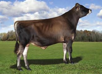 Prince 7 toro provato in USA con un JPI +172 e con oltre +1300 a latte Prince si conferma tra i leader della razza AB Specialista a grasso e proteina, alta fertilità del seme con un SCR +2,5 Ottimo