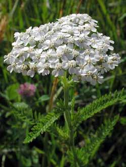 carota Achillea