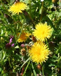 Tarassaco (Taraxacum